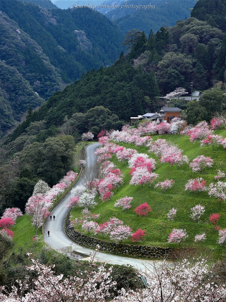 [Image1]「Promenade of flower peach」Location : Flower peach in Hikijibashi, Agawa-gun, Kochi＊~Flower Peach Wa