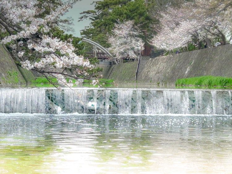 [이미지1]니시노미야의 스쿠가와 강, 벚꽃 무렵.