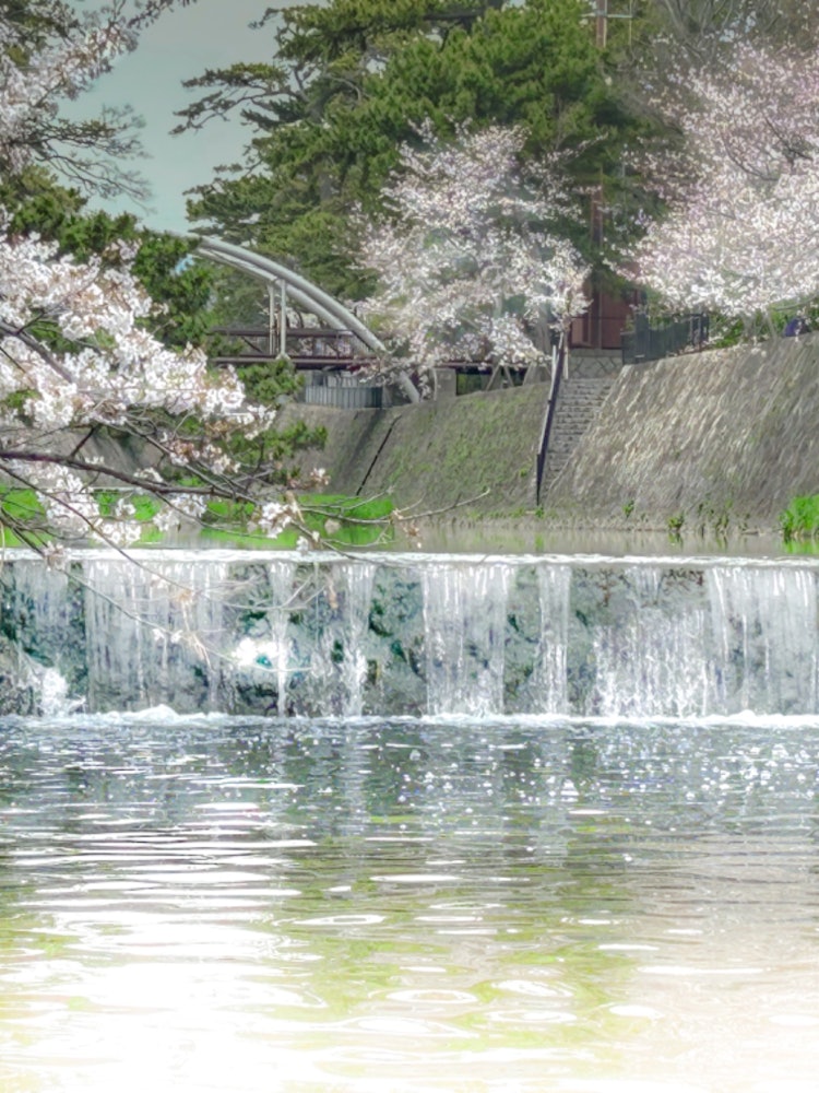 [相片1]西宮的Sukugawa川，大約在櫻花盛開的時候。