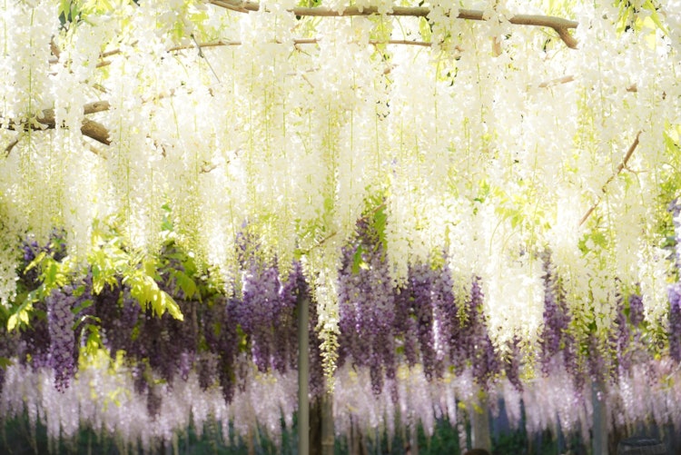 [相片1]前几天，前往鹿儿岛县⛩的唤醒神社许多各种颜色的紫藤花盛✨✨开。