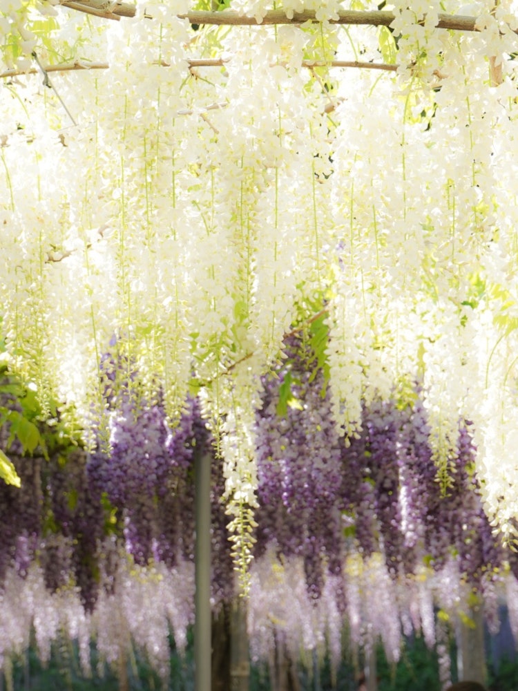 [이미지1]요 전날, 가고시마 현⛩의 웨이크 신사에다양한 색의 등나무 꽃이 많이 피고있었습니다 ✨✨.