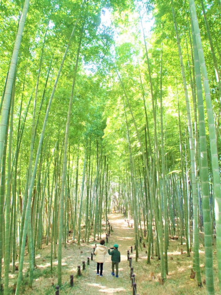 [相片1]這是橫濱公園裡的一片美麗的竹林。