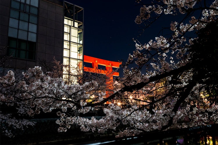[画像1]桜越しの大鳥居と京都国立近代美術館。