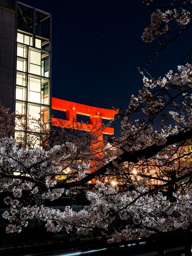 [Image1]The Otorii gate over the cherry blossoms and the National Museum of Modern Art, Kyoto.