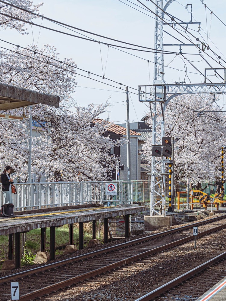 [Image1]The platform at Nishimuko Station where the cherry blossoms are in full bloom.You can enjoy the feel