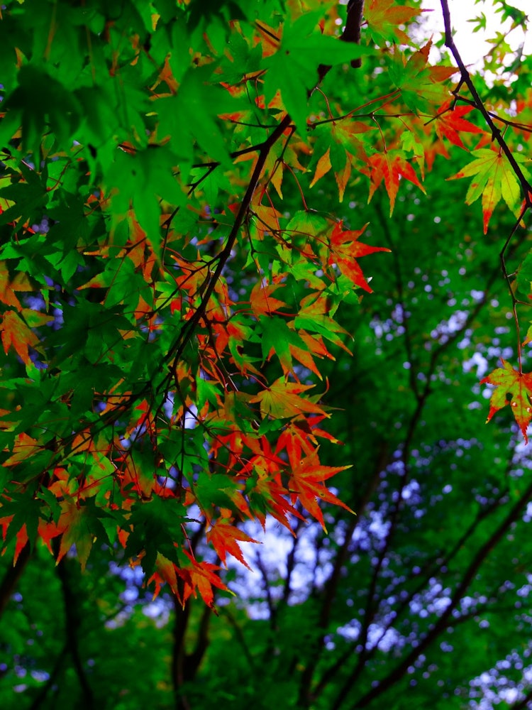 [Image1]I went to shoot autumn