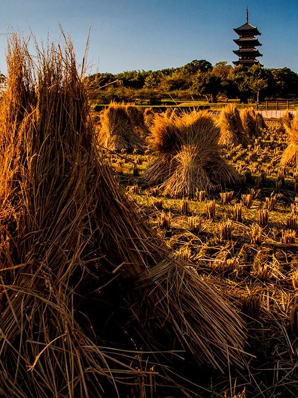 [画像1]岡山県総社市の備中国分寺。 秋には稲の刈入れられた田んぼが吉備路に見られます。