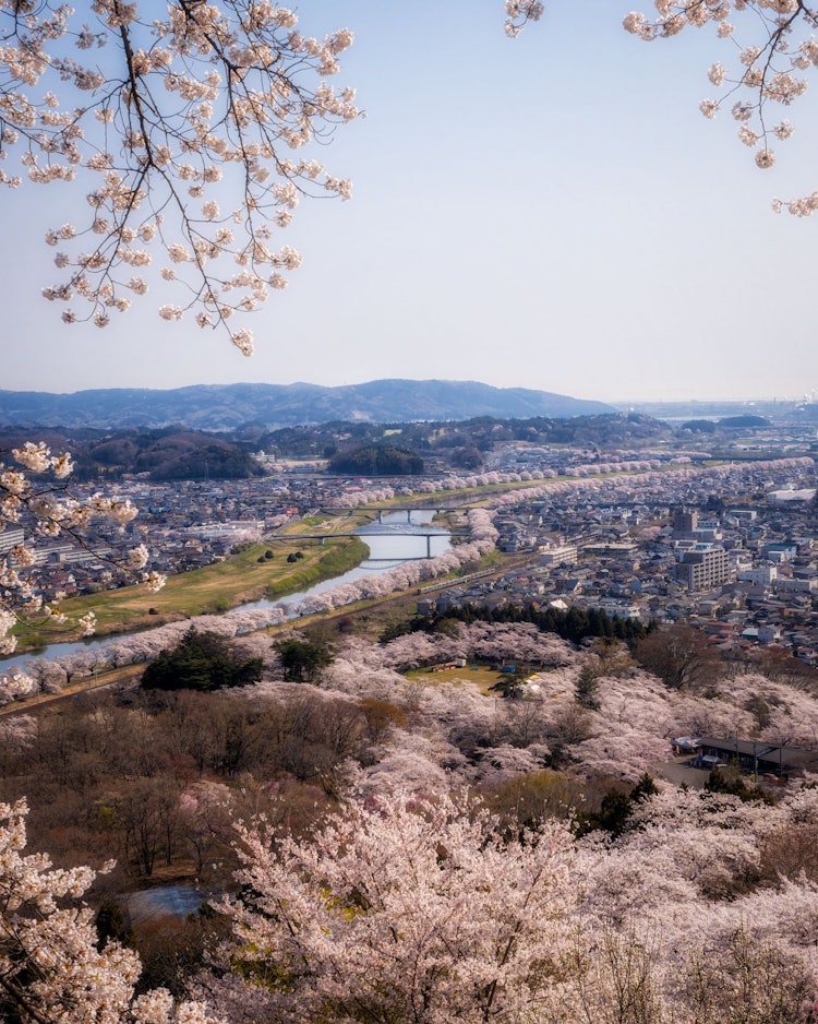 [画像1]東北有数の桜の名所として知られる「船岡城址公園の桜」宮城県内で唯一「さくら名所100選」に選ばれております。特に展望台からの眺めは素晴らしく、川沿いにびっしりと並んだ「一目千本桜」は絶景です。