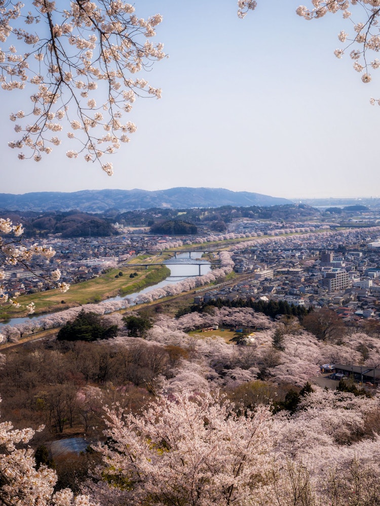 [Image1]Known as one of the most famous cherry blossom viewing spots in Tohoku, 