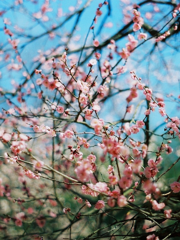 [相片1]梅花在白天綻放以尋求溫暖，同時仍然寒冷岡山市的後樂園讓我在寒風中感受到了“春天的味道”。