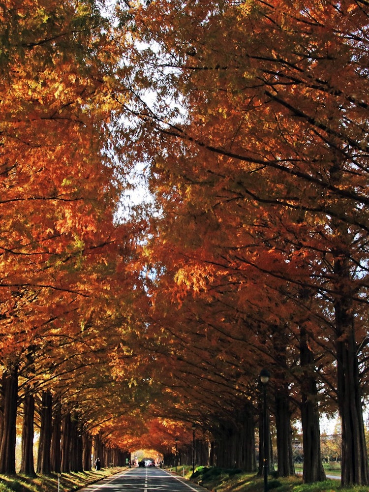 [Image1]I was very impressed by the sight of 500 autumn leaves burning in front of me on the Metasequoia tre