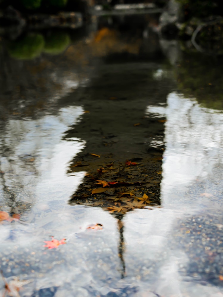 [Image1]It will be a five-storied pagoda in Toji Temple in Kyoto.The feeling of reflection on the surface of