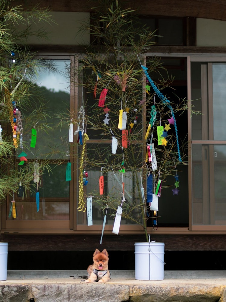 [Image1]When I stopped by the wind chime festival of Kogenji Temple in Tamba, the Tanabata atmosphere in the