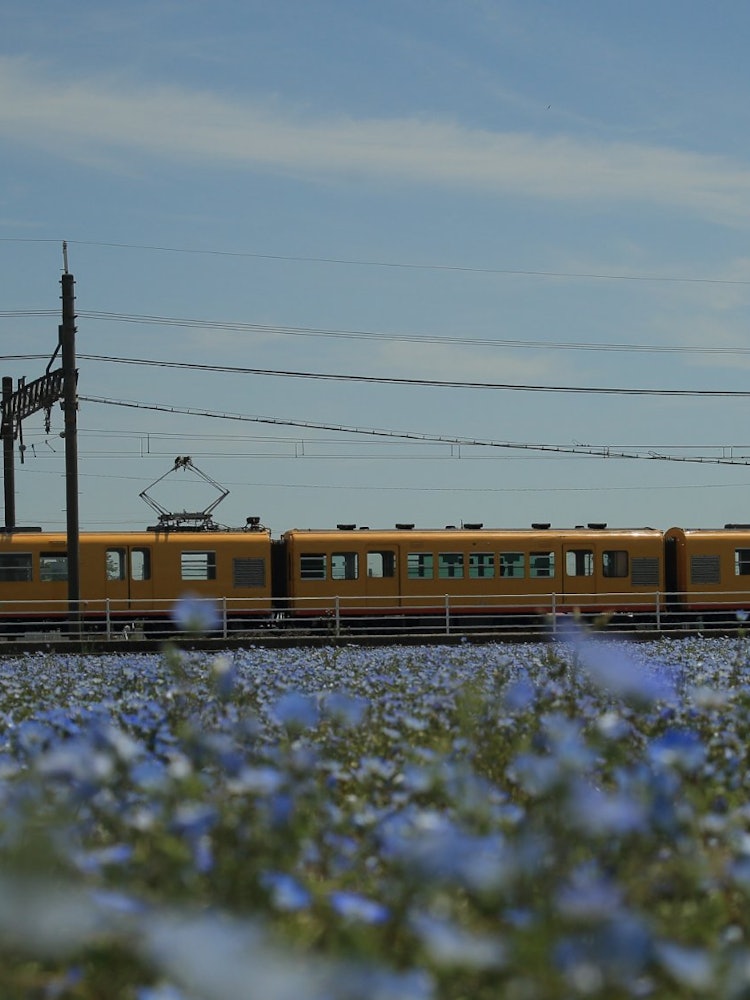 [Image1]Nemophila blooming railway in Mie Prefecture.The station also sold parking lots, souvenirs, and loca