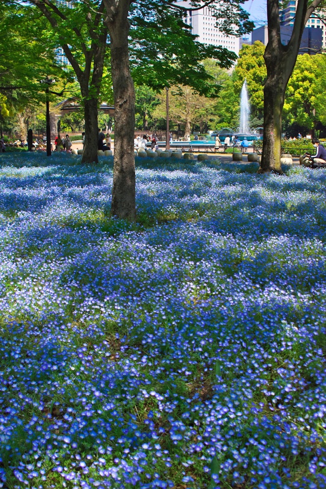 [Image1]Blue Carpet Hibiya Park (Chiyoda-ku)Nemophila was in full bloom as if it had been carpeted with a bl