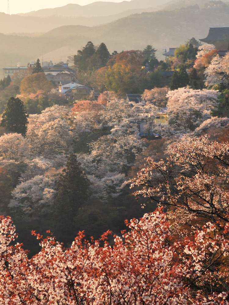 [Image1]It is a cherry blossom scenery shining in the morning sun in the direction of Yoshino, Yoshino, Nara