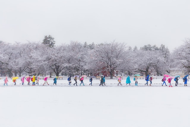 [Image1]雪の日の集団登校。カラフルな雨具が雪景色に映えていました。