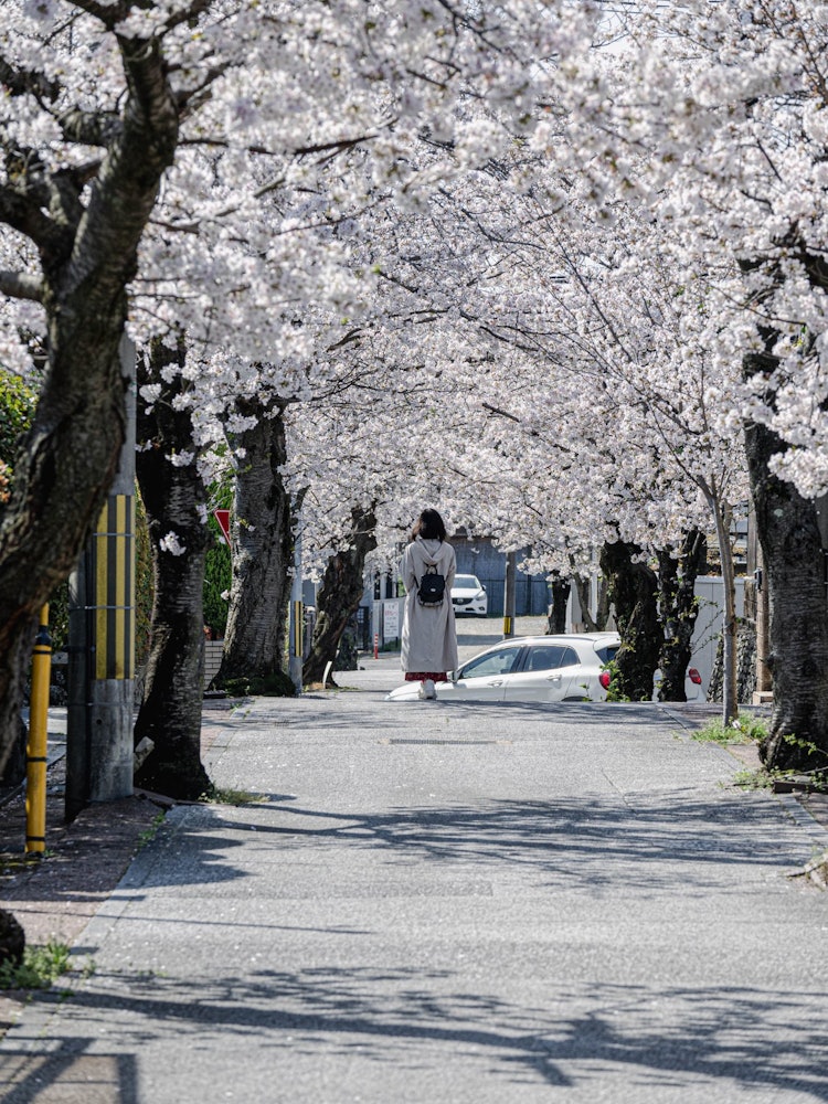 [Image1]Landscape of a residential area in Muko-shi, Kyoto.You can enjoy the cherry blossoms and the spring 