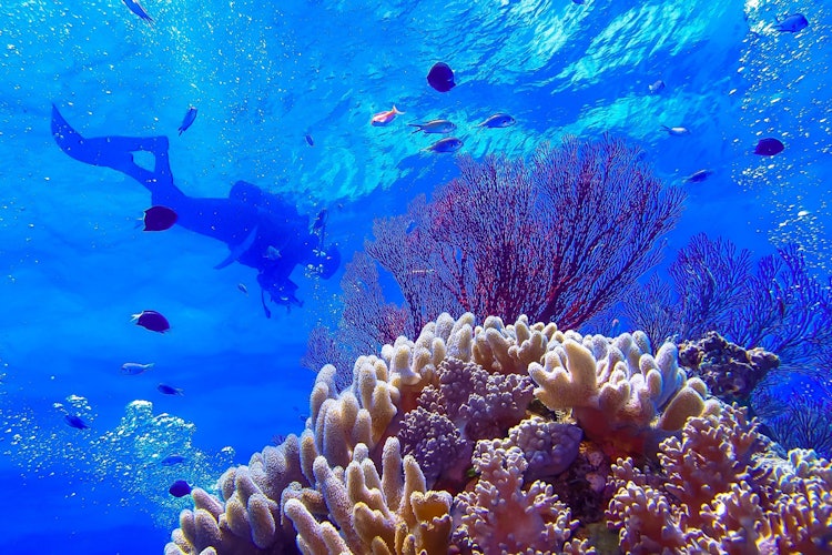 [Image1]A diving spot called Ryugu NeLocated off the coast of Shinshirojima Island in the Yaeyama Islands, i