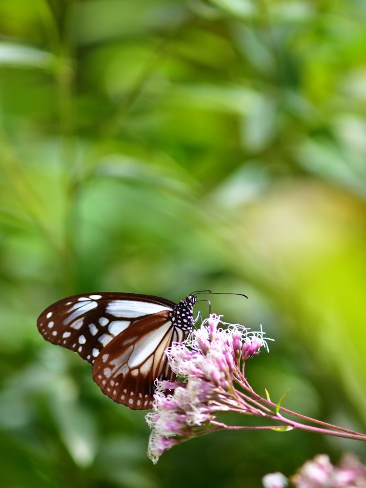 [Image1]It is a migratory butterfly called chestnut tiger.He seems to like a flower called Fujibakama, and I