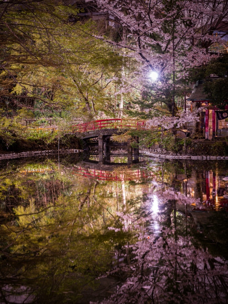 [相片1]拍攝地點是橫跨東京武藏野市和三鷹市的井之頭公園。說到井之頭公園，從七井橋拍攝的櫻花很有名，但這次我從弁天橋拍攝了這張照片，該橋距離七井橋有點距離，交通很少。石橋的美麗和櫻花的倒影讓您強烈地感受到日本的