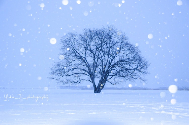 [画像1]北海道 豊頃町のハルニレの木雪が降る風景です。