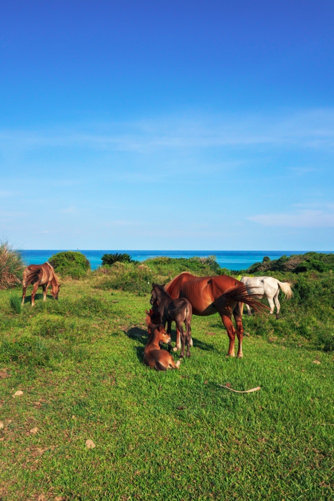 [相片1]石垣岛上的久浦农场我遇到了小牛和小马驹这是田园诗般的
