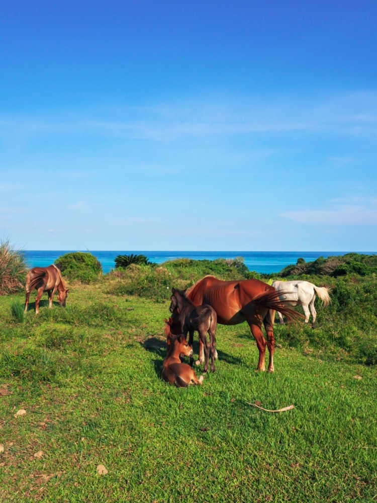 [Image1]Kuura Farm on Ishigaki IslandI met calves and foalsIt's idyllic