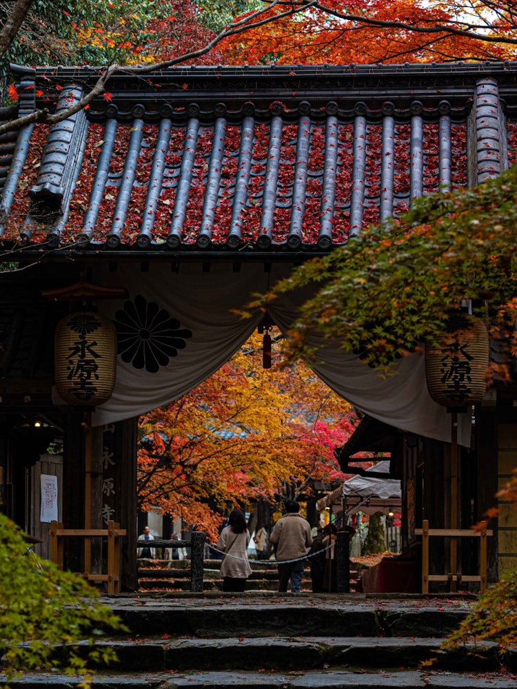 [Image1]The autumn leaves of Eigenji Temple in Shiga Prefecture are very beautiful, and it is a tourist spot