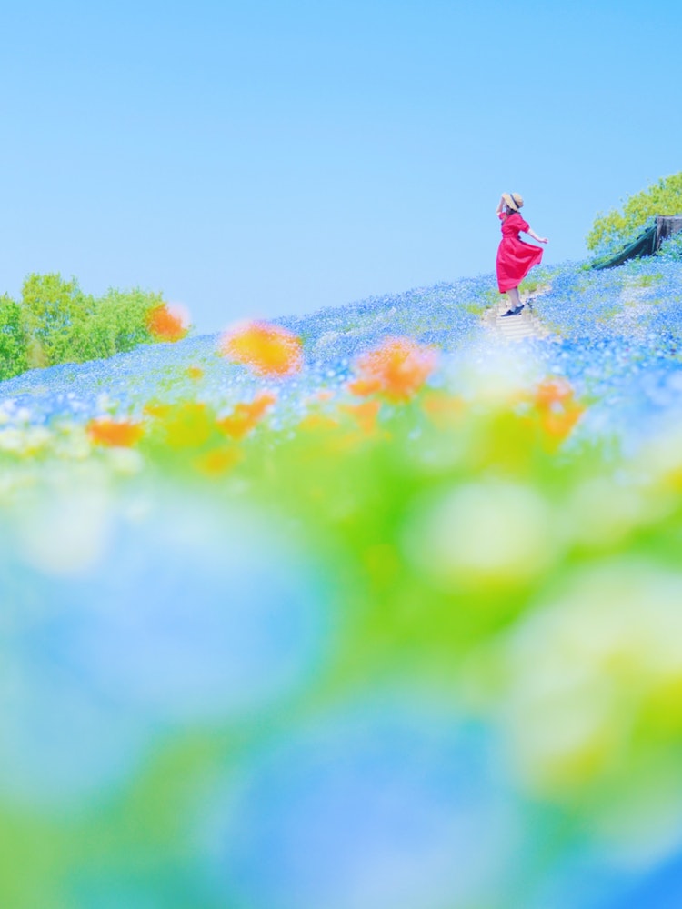 [相片1]广岛色良花卉村（广岛的赏樱景点推荐）#花村👈 @kamunosato 📸 与天空相连的Nemophila山上的一块开放的感觉是不可抗拒的 😊蓝天对线虫有好处 😊💠 苔藓福禄考和尼莫菲拉山 💠您可以享受