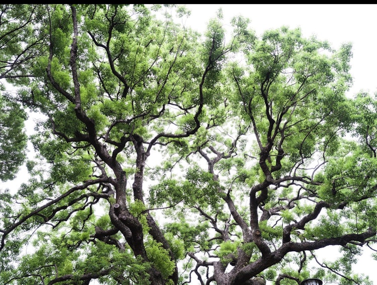 [이미지1]소나무 모양
