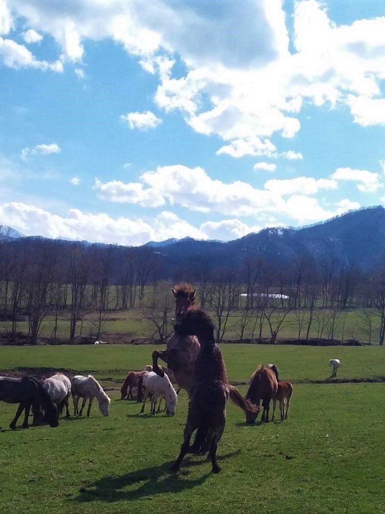 [相片1]【北海道/鶴山天然馬公園】我想在美麗的風景中被一個可愛的小女孩治癒