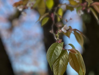 [画像1]河津桜が咲いてましたが、もう葉桜になってきています。撮影した日が雲ひとつない青空で桜と共に太陽まで撮影してしまいました。撮影場所:公園
