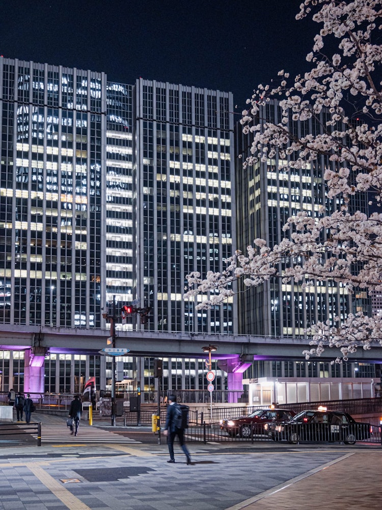 [Image1]On the way back with the cherry blossoms.In the forest of buildings in Osaka Nakanoshima, you can fe
