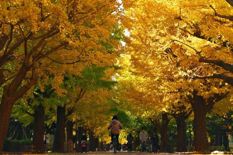 [이미지1]은행 나무의 가을 풍경 ~ 히카리가 언덕의 가을 ~