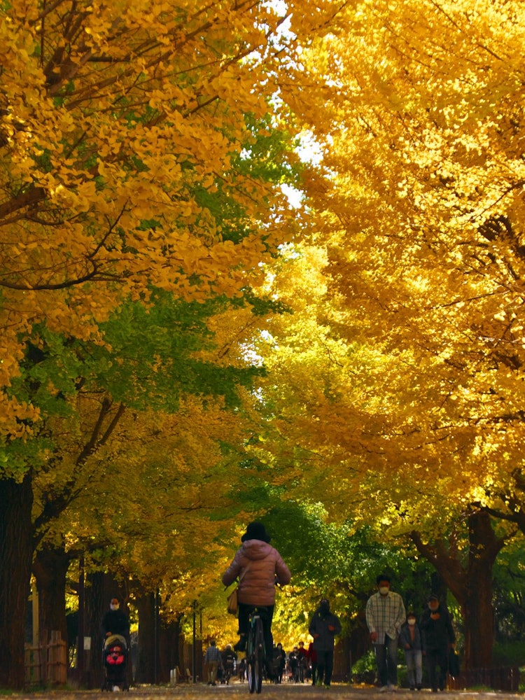 [Image1]Autumn scenery of ginkgo trees ~ Autumn of Hikari ga Hill ~