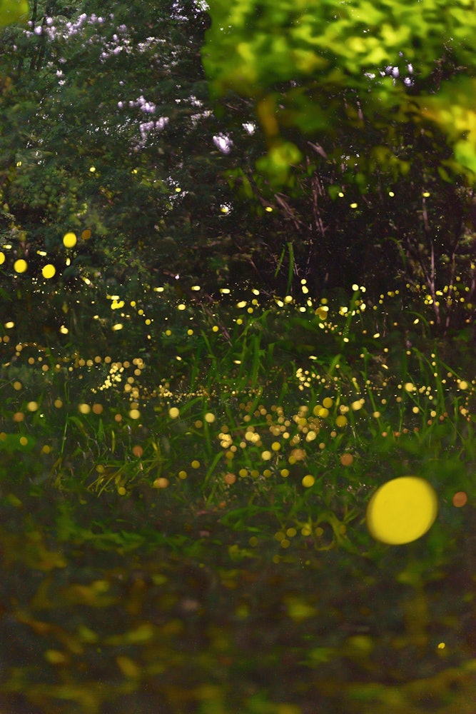 [이미지1]Bulbophyllum Ranbu정보에 어두운히카루반딧불이의 빛은 환상적이었습니다