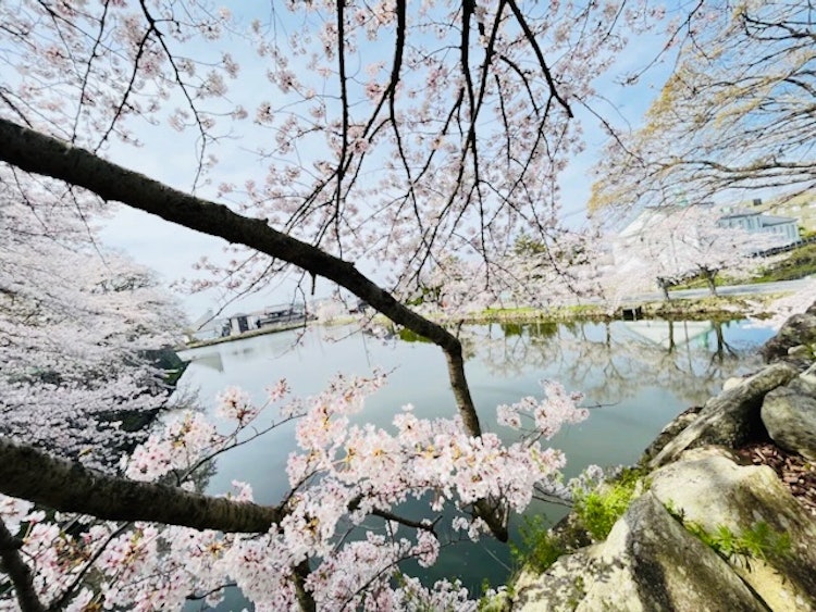 [相片1]日本的景色彥根， 滋賀縣彥根城 城下町的櫻花櫻花非常☺️🌸漂亮。我喜歡這張照片。 如果你認為在此帖子按鈕下方👍點擊請 🤲💖
