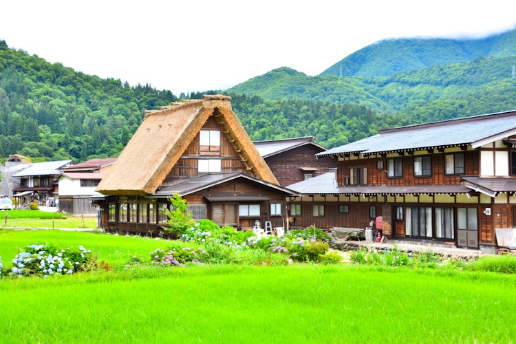 [画像1]📍岐阜県/白川郷世界遺産に登録されており、「合掌造り集落」で有名です。