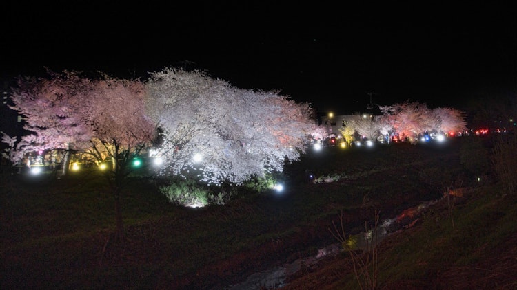 [相片1]新川樱花树一条10公里长的樱花路，由当地居民沿着流经北海道札幌市北区西北部的新川川河堤岸建造每年只举行两天的点灯活动今年，活动日期和盛开的时机是一个杰作