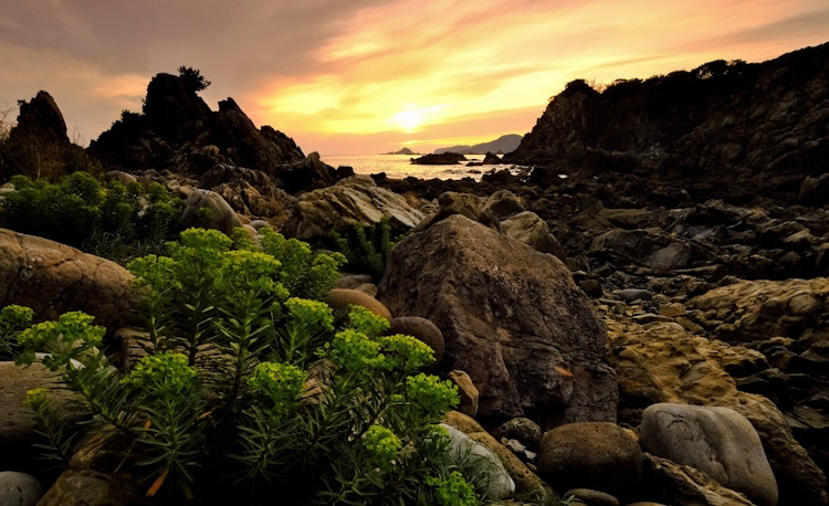 [이미지1]해안의 바위가 많은 지역에서 볼 수 있는 해변 식물의 일종입니다. 별로 들어본 적이 없다고 생각하지만, 이름은 이와타이게키입니다. 단풍은 6월경에 나타납니다.