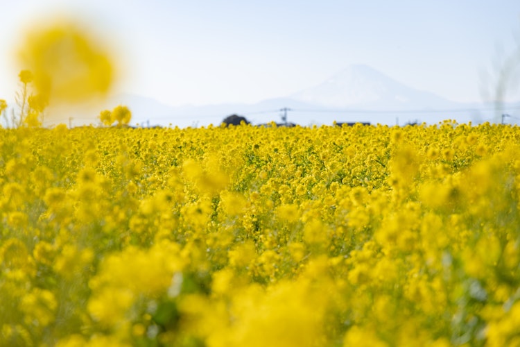 [相片1]横须贺， 神奈川县日本的象征富士山和盛开的油菜花被拍摄在非常像日本的风景中。