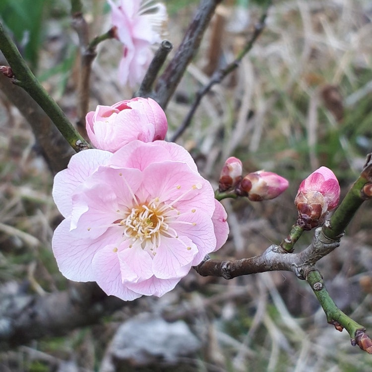 [相片1]我家周圍盛開著許多五顏六色的梅花，每年的這個時候，我都能聞到梅花的好香味。