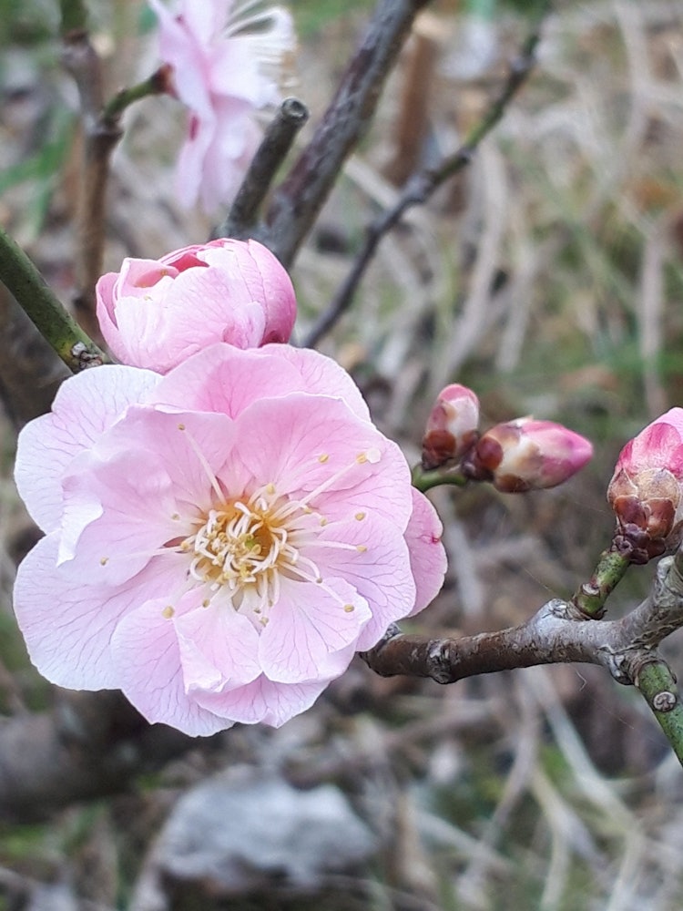 [Image1]There are many colorful plum blossoms blooming around my house, and at this time of year, I can smel