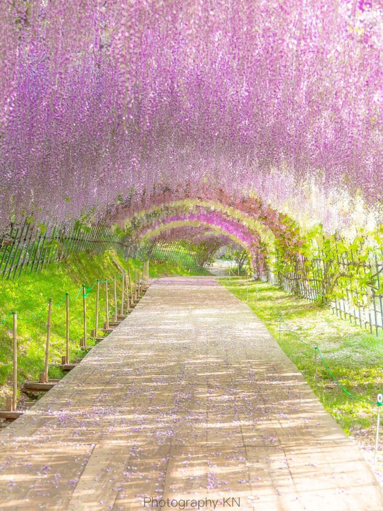 [이미지1]후쿠오카 현의 가와치 토엔 가든 🌸등나무 시즌이 되면 많은 사람들이 이 아름다운 등나무 꽃을 보러 옵니다!😌✨ 내년에이 아름다운 등나무 꽃을 볼 수 있기를 바랍니다.