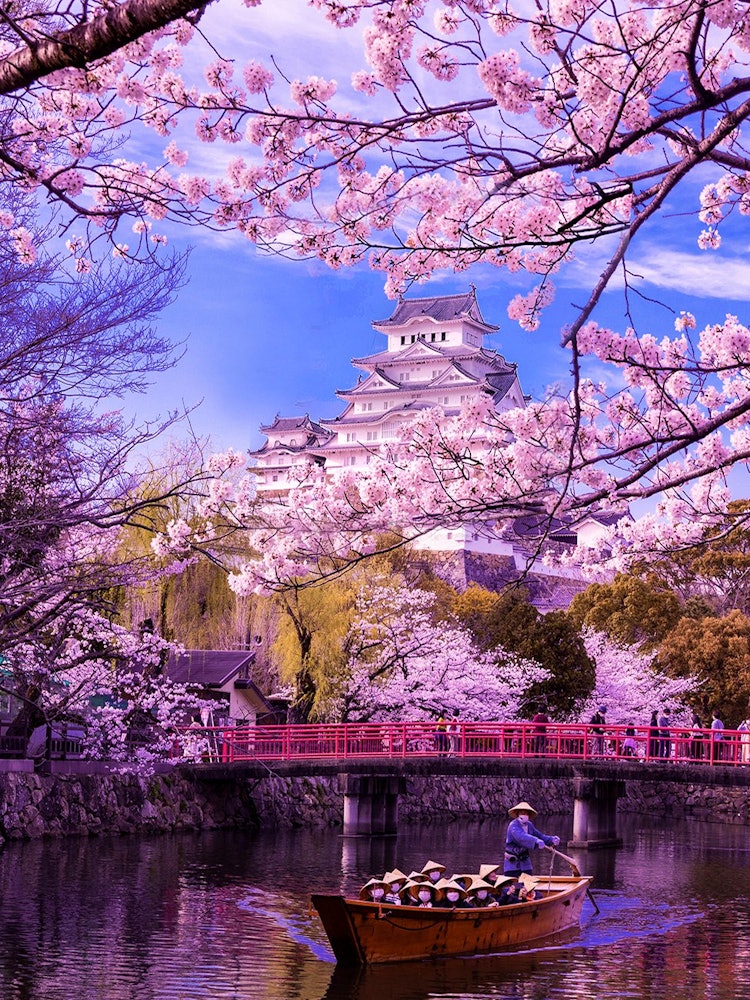 [相片1]兵库县姬路市的姬路城是著名的国宝，但它也是樱花的著名地方。天守阁和樱花之间的合作是一个绝佳的景色。