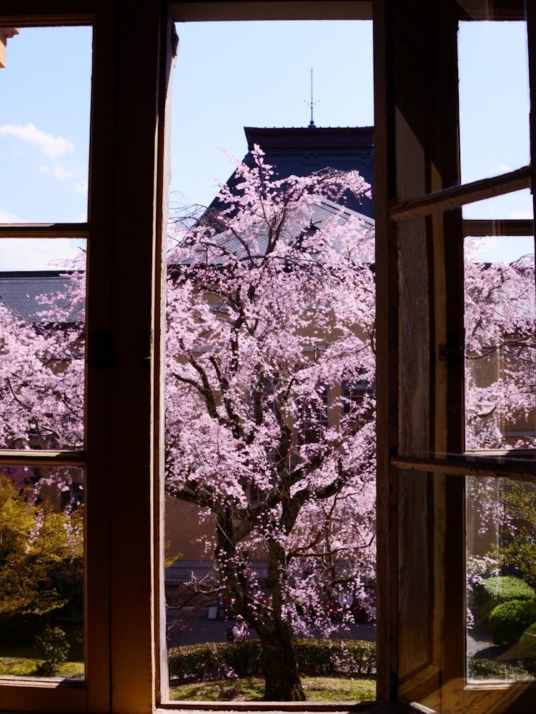 [画像1]京都府庁旧本館にて撮影中庭のしだれ桜は円山公園の初代「祇園しだれ桜」の孫にあたるそうです。