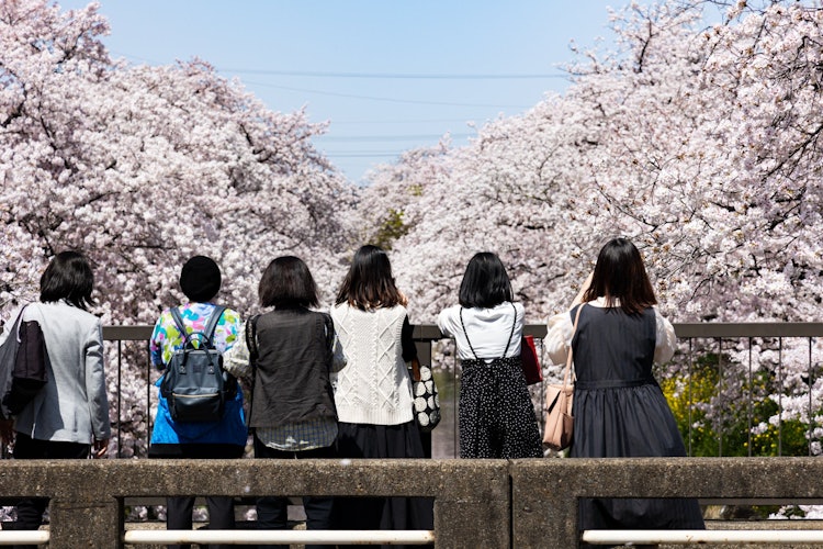 [相片1]這是五條河上的一排櫻花樹，是100個最佳櫻花景點之一。 櫻花和女人都盛開了，我印象深刻的是彬彬有禮的女性，她們有序地排隊拍攝櫻花。