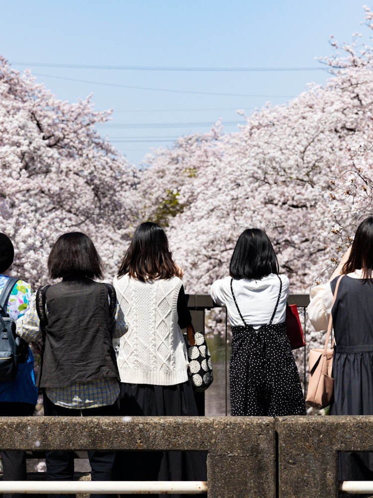 [相片1]这是五条河上的一排樱花树，是100个最佳樱花景点之一。 樱花和女人都盛开了，我印象深刻的是彬彬有礼的女性，她们有序地排队拍摄樱花。