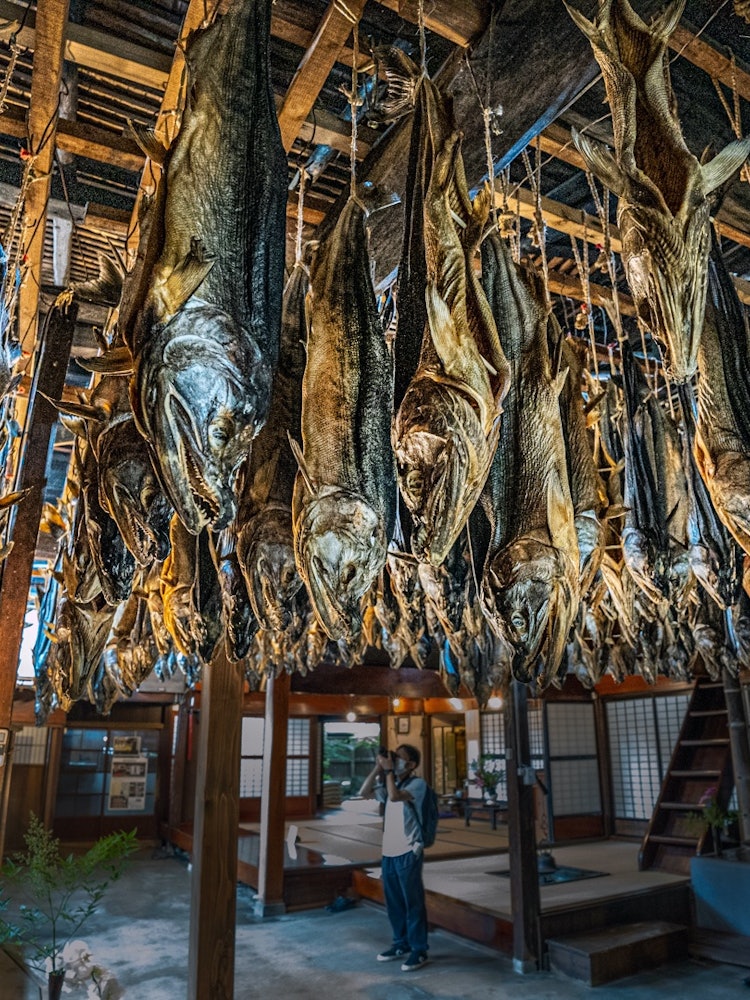[画像1]塩引鮭は新潟県村上市を代表する鮭料理です。 材料は選りすぐった鮭と天然の粗塩だけで北西の冷たい風の中に3週間さらされてゆっくり乾きながら、発酵、熟成し、旨みを凝縮していきます。 千尾もの塩引鮭が吊るさ